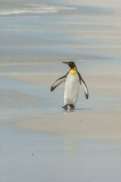 East Falkland King penguin walking on beach